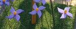 Violette