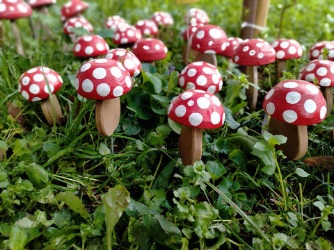 Funghi