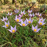 Violette in legno - foto 2