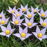 Violette in legno - foto 5