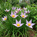 Violette in legno - foto 6